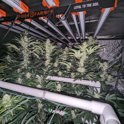 Mimosa Evo growlog timeline photo