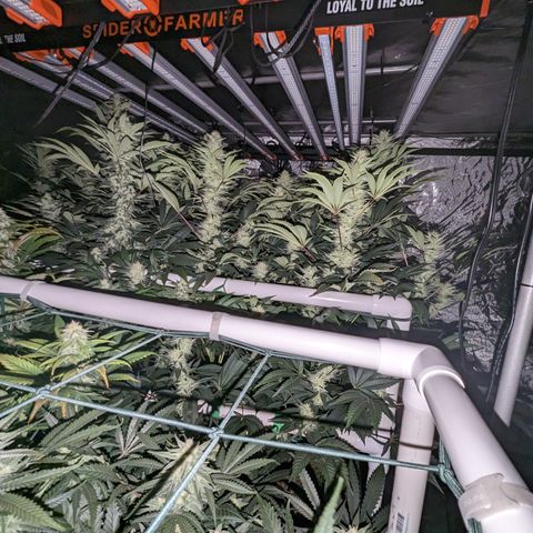Mimosa Evo growlog timeline photo