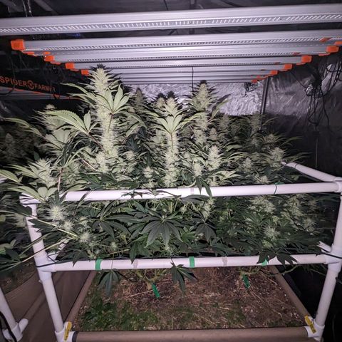 Mimosa Evo growlog timeline photo