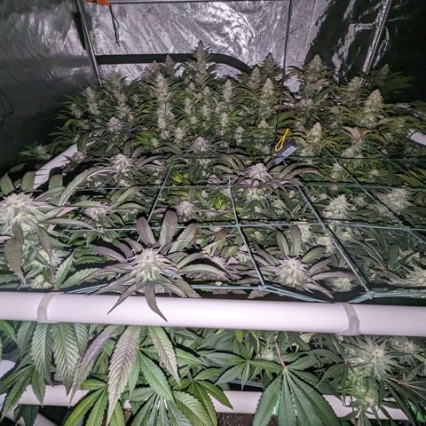 Mimosa Evo growlog timeline photo