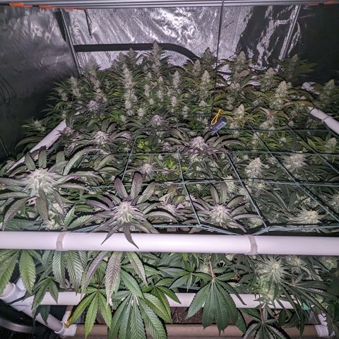 Mimosa Evo growlog timeline photo