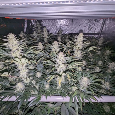 Mimosa Evo growlog timeline photo
