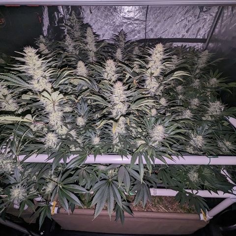 Mimosa Evo growlog timeline photo