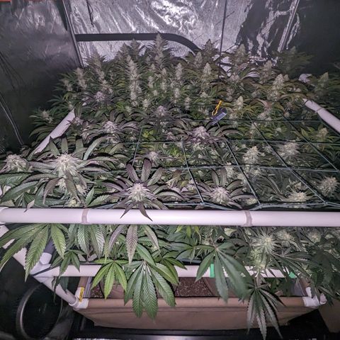 Mimosa Evo growlog timeline photo