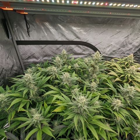 Baked Bomb growlog photo: Day 40 Flower