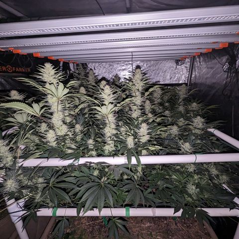 Mimosa Evo growlog timeline photo