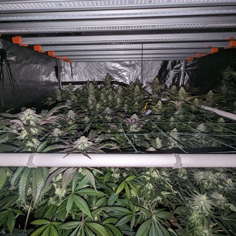 Mimosa Evo growlog timeline photo