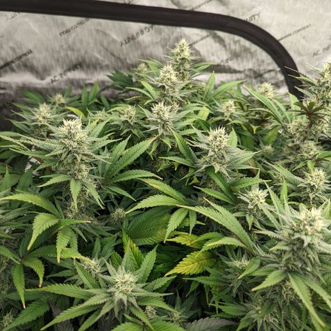 Baked Bomb growlog photo: Day 40 Flower