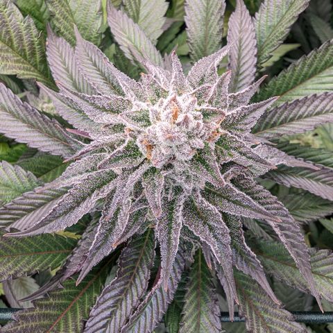 Mimosa Evo growlog photo: Day 40 Flower