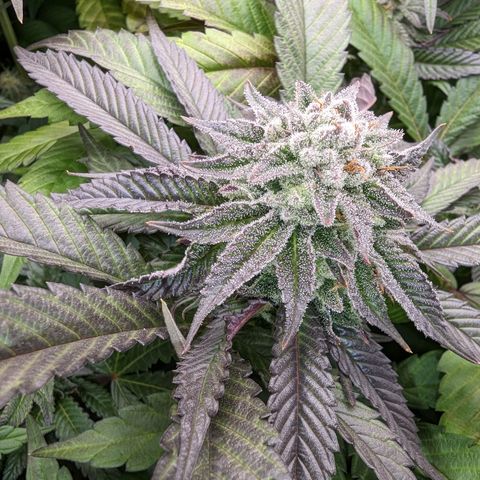 Mimosa Evo growlog photo: Day 40 Flower