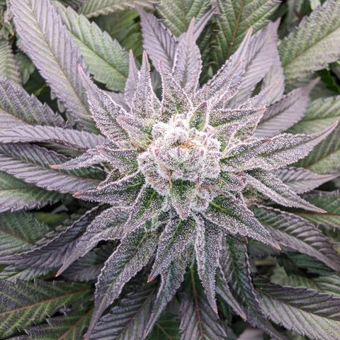 Mimosa Evo growlog photo: Day 40 Flower