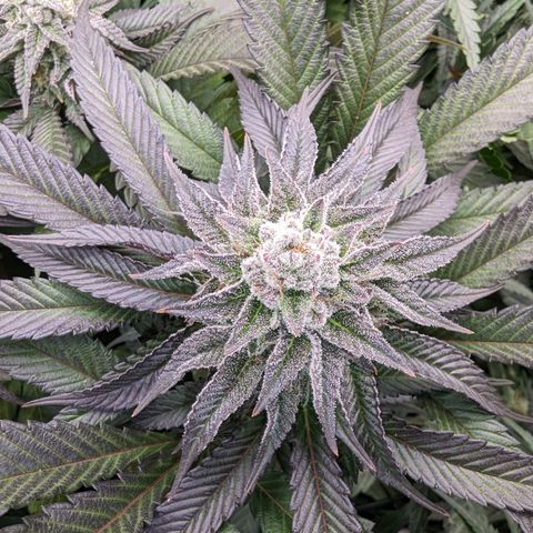 Mimosa Evo growlog photo: Day 40 Flower