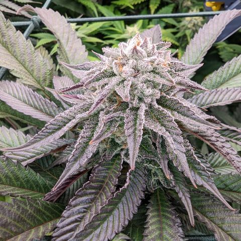 Mimosa Evo growlog photo: Day 40 Flower