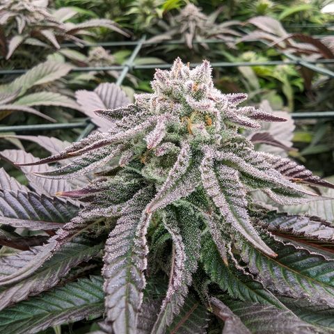 Mimosa Evo growlog photo: Day 40 Flower