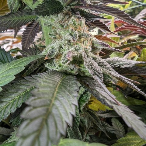 Mimosa Evo growlog photo: Day 48 Flower