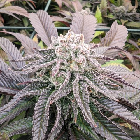 Mimosa Evo growlog photo: Day 48 Flower