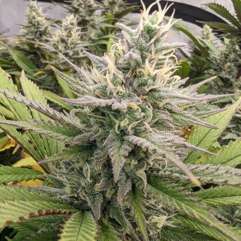 Baked Bomb growlog photo: Day 48 Flower