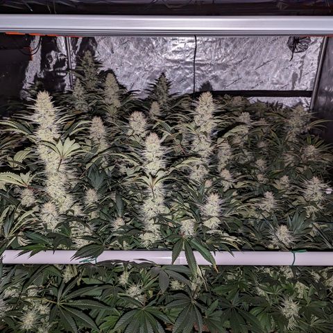 Mimosa Evo growlog photo: Day 48 Flower