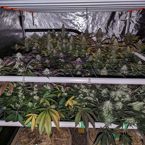 Mimosa Evo growlog photo: Day 48 Flower