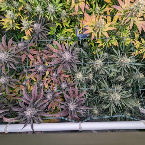 Mimosa Evo growlog photo: Day 53 Flower