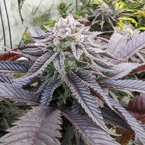 Mimosa Evo growlog photo: Day 53 Flower