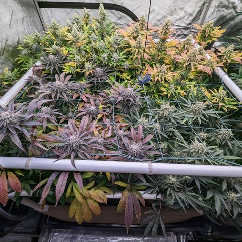 Mimosa Evo growlog photo: Day 53 Flower