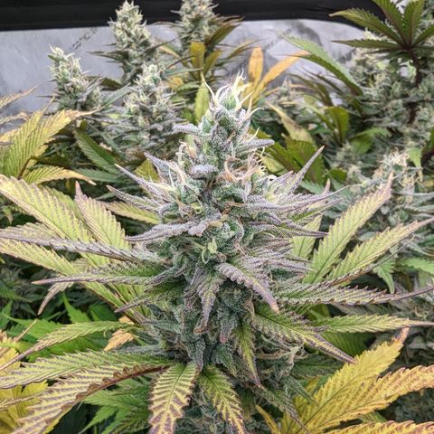 Baked Bomb growlog photo: Day 53 Flower