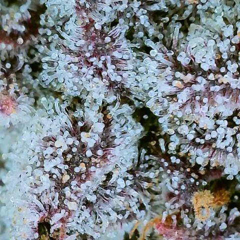 Mimosa Evo growlog photo: Day 54 Flower