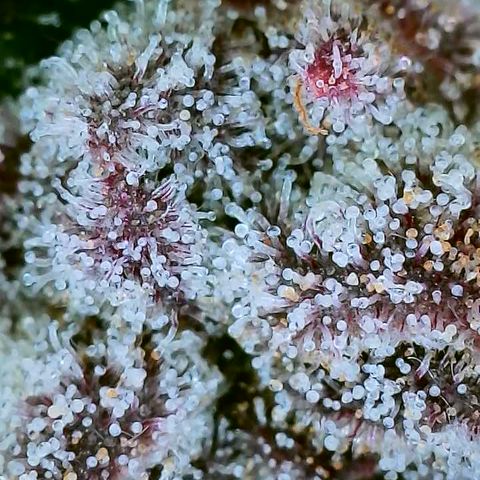 Mimosa Evo growlog photo: Day 54 Flower