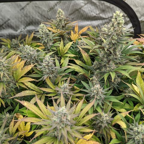 Baked Bomb growlog photo: Day 54 Flower