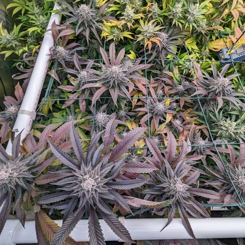 Mimosa Evo growlog photo: Day 54 Flower