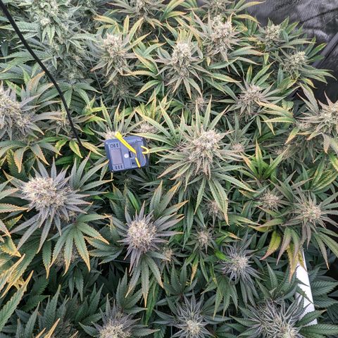 Mimosa Evo growlog photo: Day 54 Flower