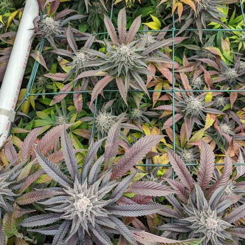 Mimosa Evo growlog photo: Day 54 Flower