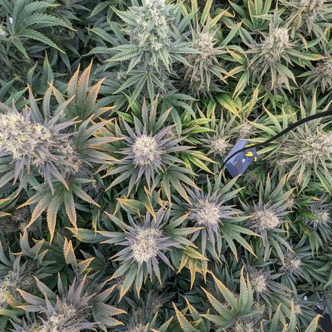 Mimosa Evo growlog photo: Day 54 Flower