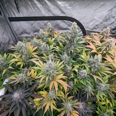 Baked Bomb growlog photo: Day 54 Flower
