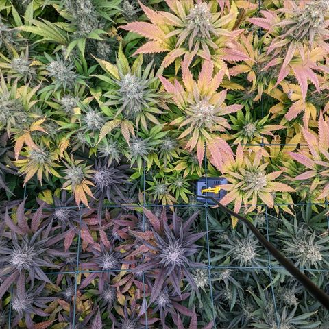 Mimosa Evo growlog photo: Day 54 Flower