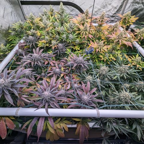 Mimosa Evo growlog photo: Day 54 Flower