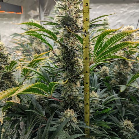 Mimosa Evo growlog photo: Day 54 Flower