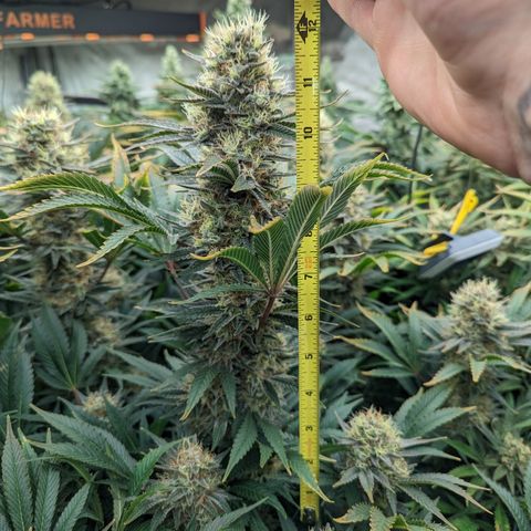 Mimosa Evo growlog photo: Day 54 Flower