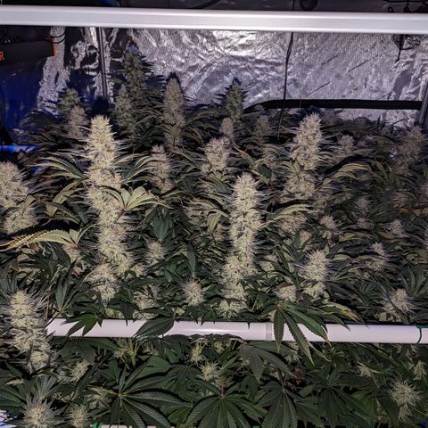 Mimosa Evo growlog photo: Day 54 Flower