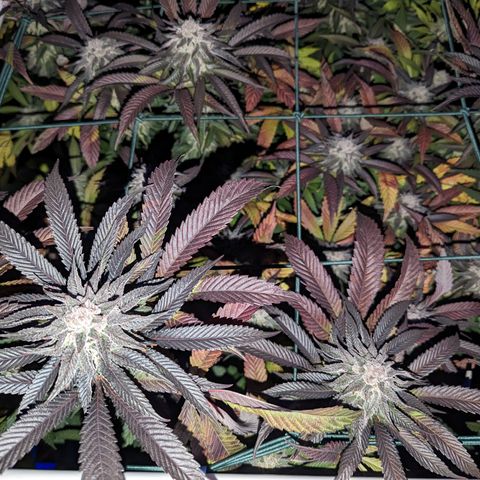 Mimosa Evo growlog photo: Day 54 Flower