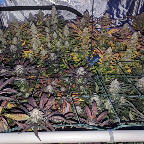 Mimosa Evo growlog photo: Day 54 Flower