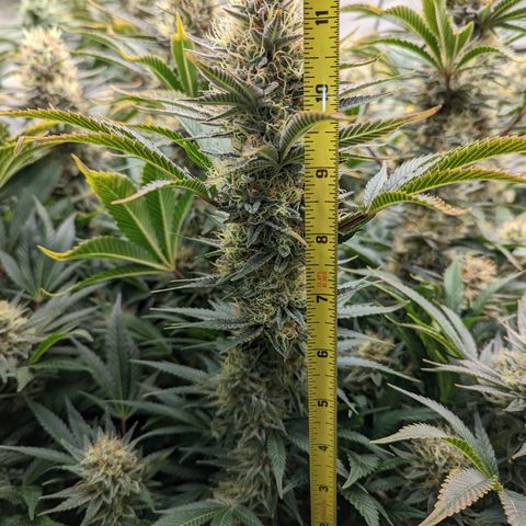 Mimosa Evo growlog photo: Day 54 Flower