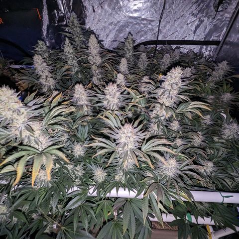 Mimosa Evo growlog photo: Day 54 Flower