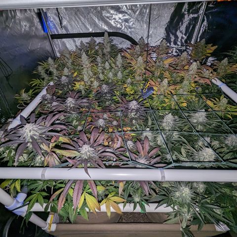 Mimosa Evo growlog photo: Day 54 Flower