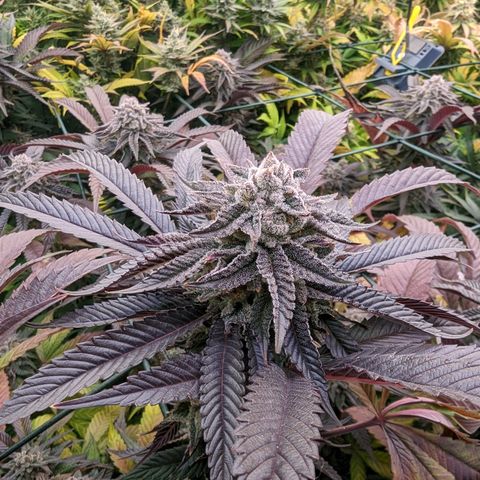 Mimosa Evo growlog photo: Day 55 Flower
