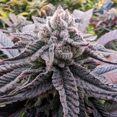 Mimosa Evo growlog photo: Day 55 Flower