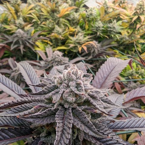 Mimosa Evo growlog photo: Day 55 Flower