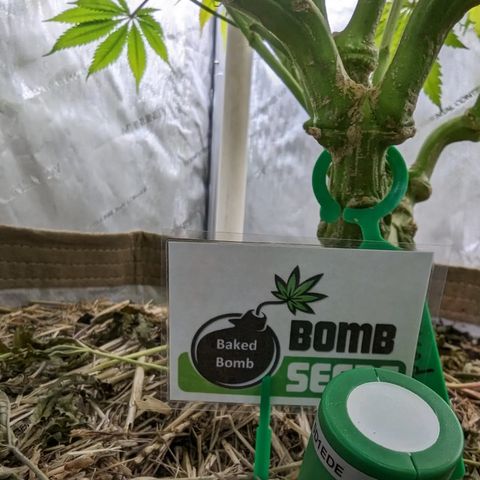 Mimosa Evo growlog photo: Day 55 Flower 