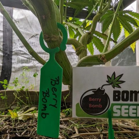 Mimosa Evo growlog photo: Day 55 Flower 